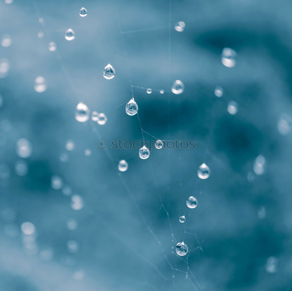 Similar – Image, Stock Photo Grasses against blue background