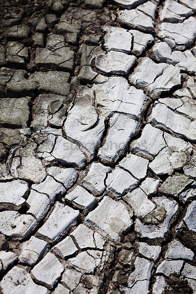 Image, Stock Photo enjoy watering Tar