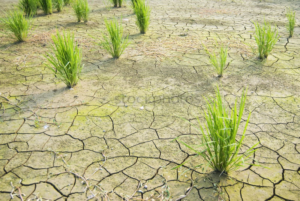 Similar – Image, Stock Photo run sand Blade of grass