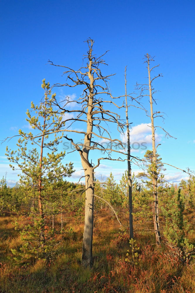 bog tree Tree Bog Marsh