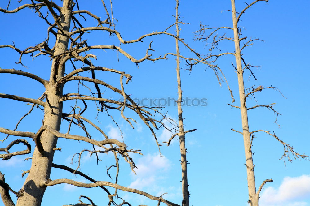 Similar – Image, Stock Photo spring Tree Leaf Green