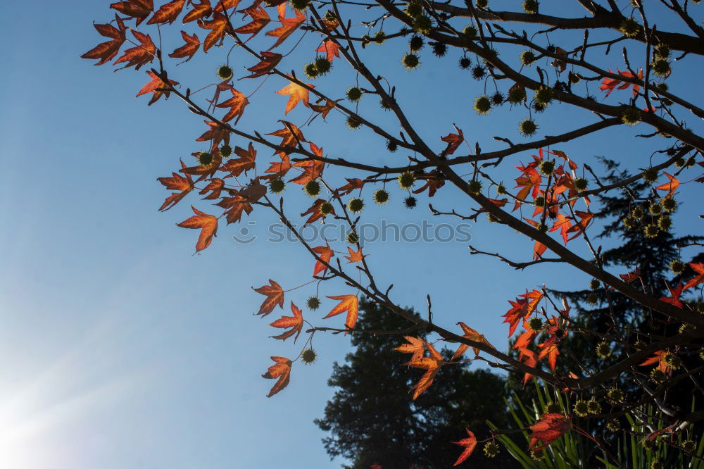 Similar – sonnenblumen Blume