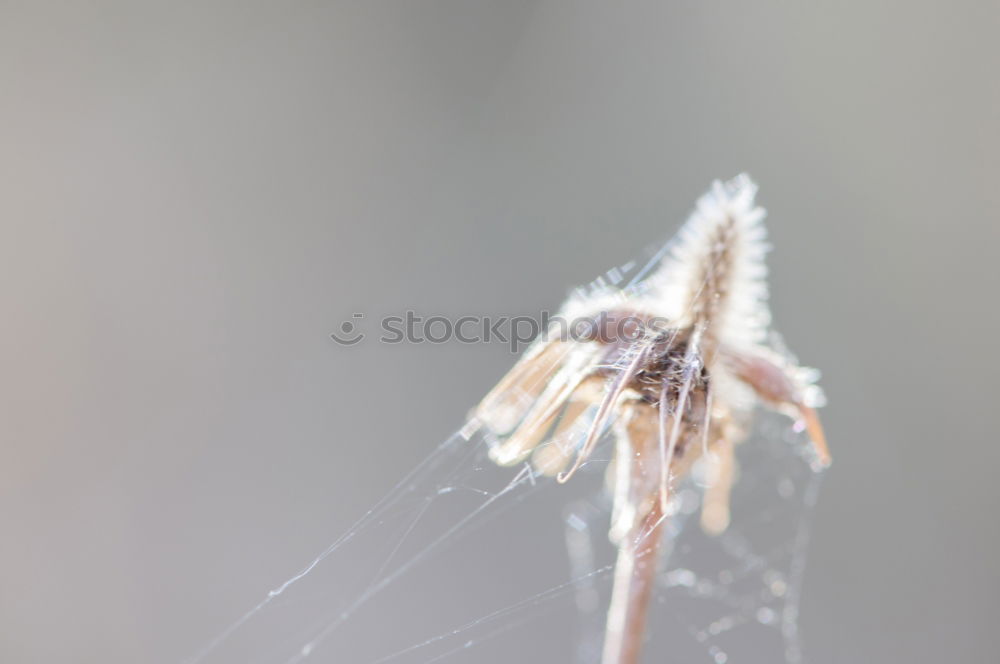 Similar – Insects at the window