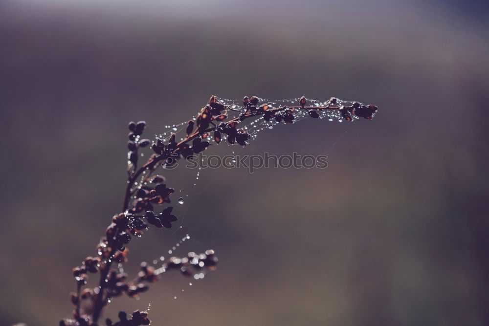 Similar – Image, Stock Photo A little frost lies on the red berries of the dwarf medlar