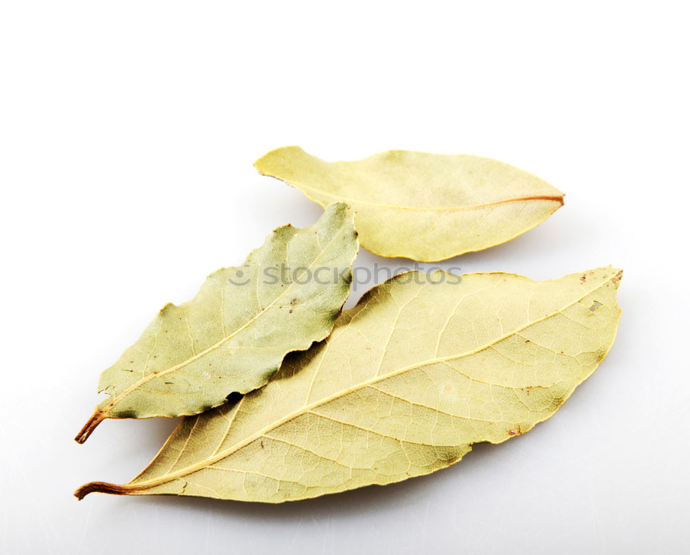 Similar – Image, Stock Photo herbarium Art Environment