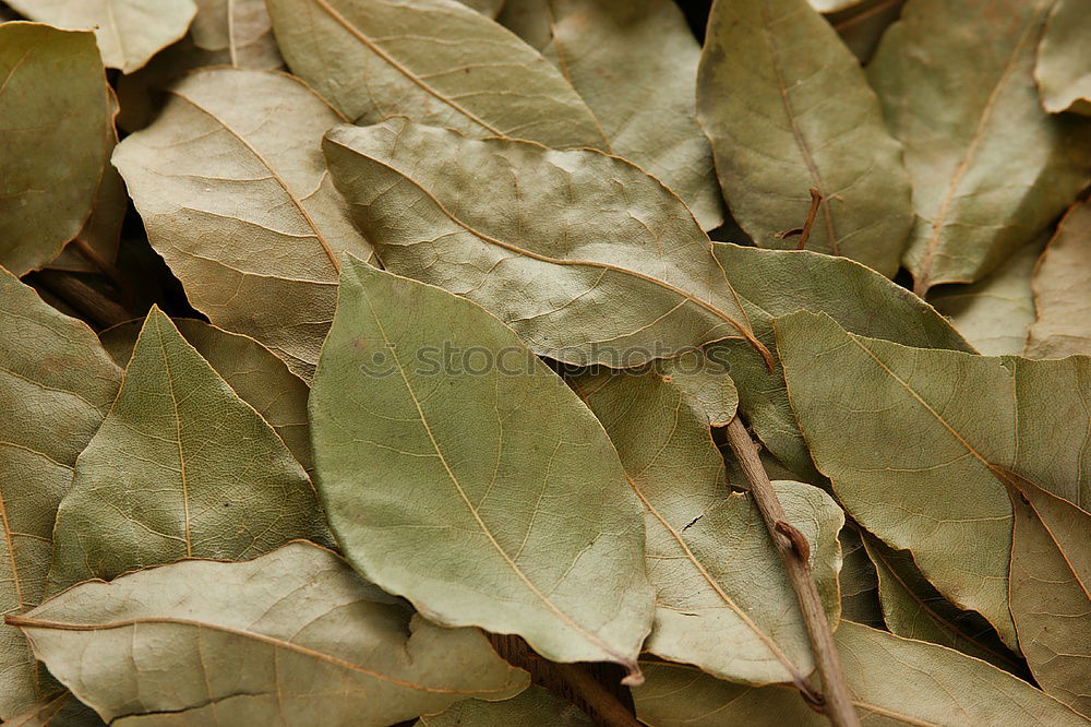 Similar – laurel leaf Delicious