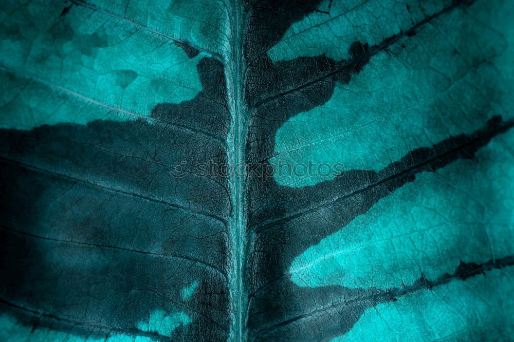 Similar – Foto Bild Angeblitzter Apfelbaum
