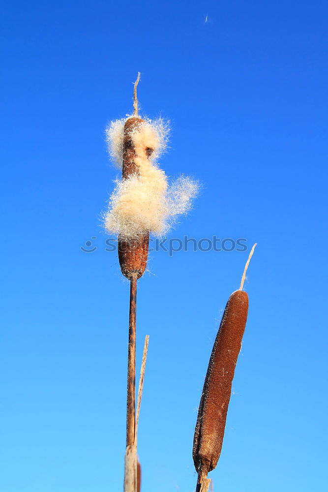 Similar – Image, Stock Photo Frost-covered rose hip Jam