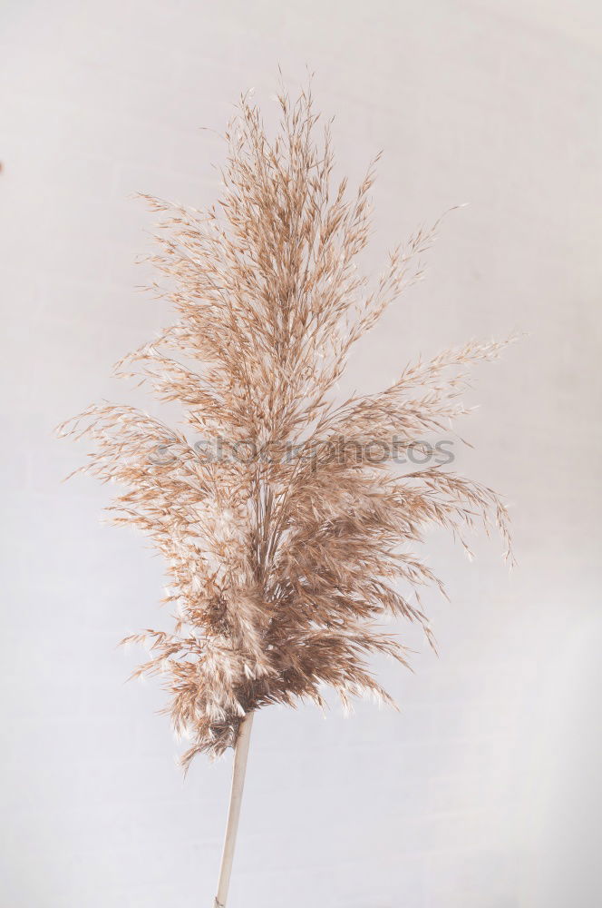 Similar – Image, Stock Photo reed grass Wellness Life