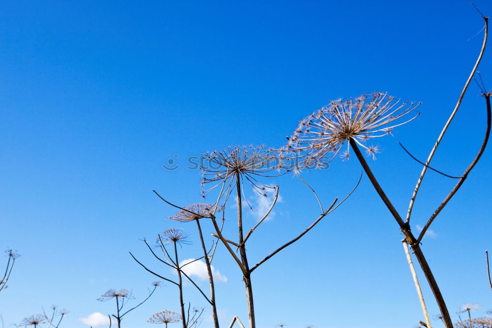 Similar – zerzauste Pusteblume , an der schon einige Samen fehlen