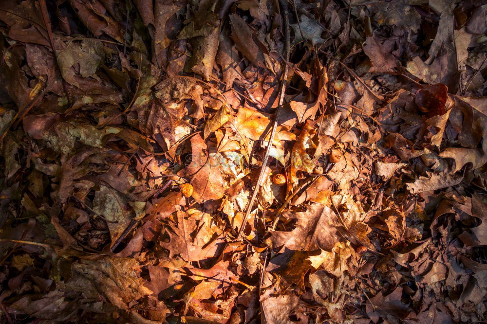 Similar – Image, Stock Photo Autumn on the street Leaf