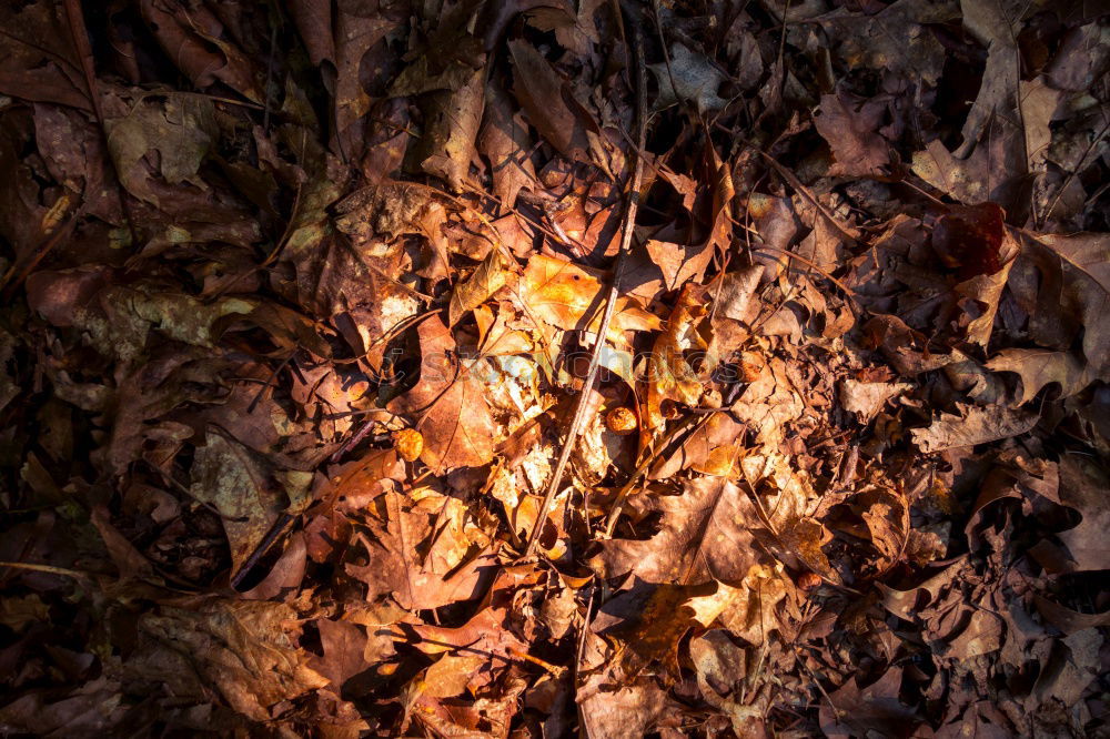 Similar – Image, Stock Photo wood in the evening 2 Wood