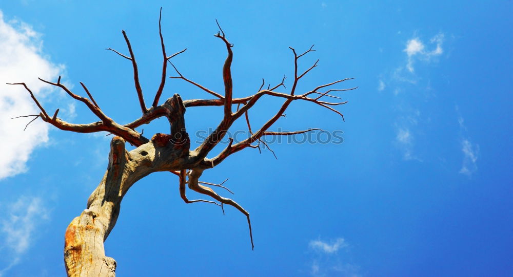 Similar – skeleton Tree Skeleton Dry