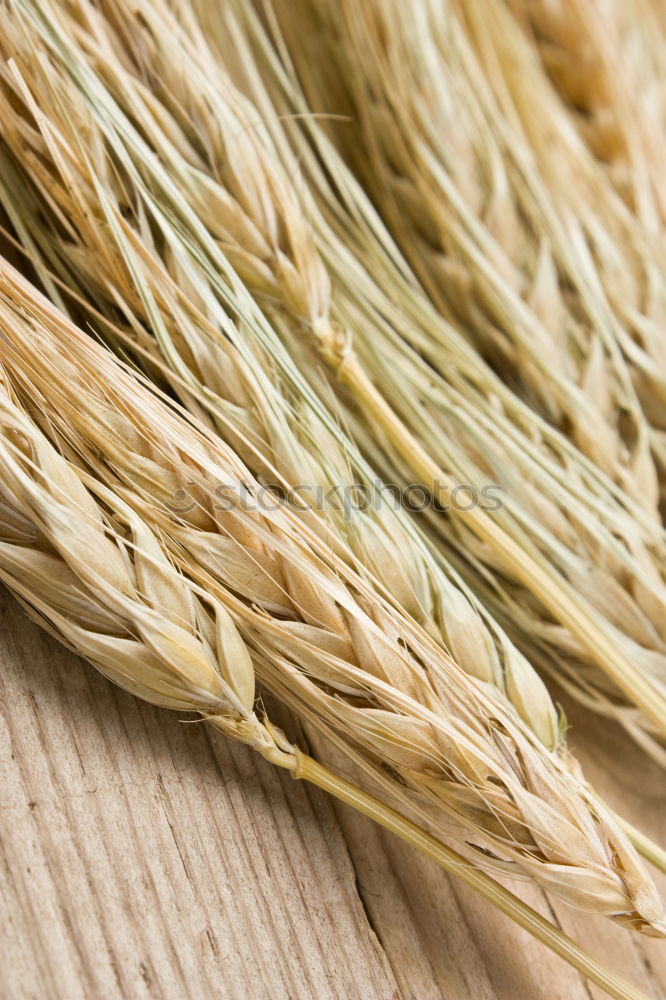 Similar – Image, Stock Photo Why Zen? Wheat Moonlight