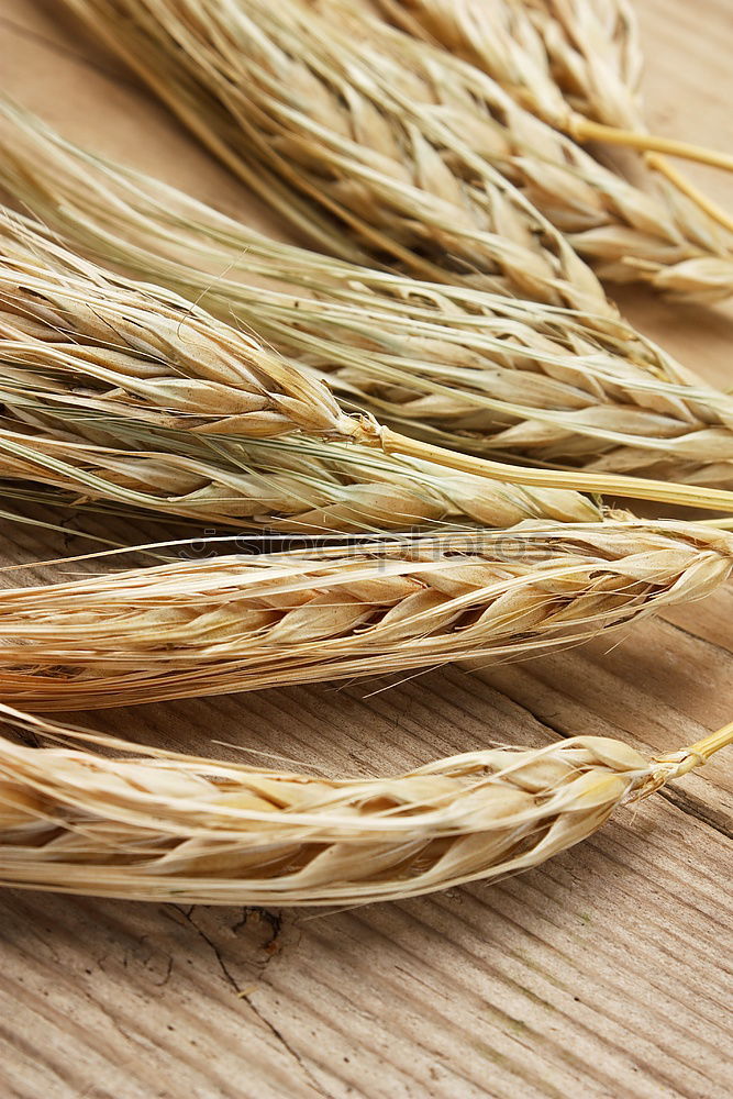 Similar – Image, Stock Photo Why Zen? Wheat Moonlight