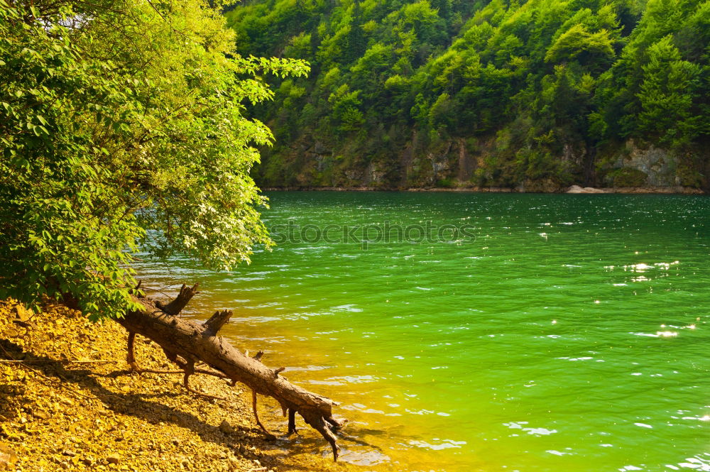 Similar – Image, Stock Photo *Pigeon dove Lake