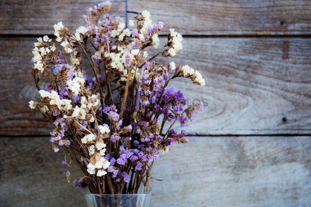 Similar – lavender Nature Spring