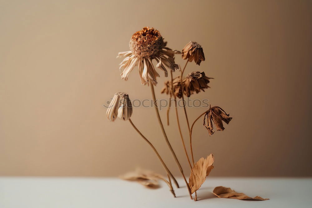 Similar – Image, Stock Photo two black Two-tone Flower