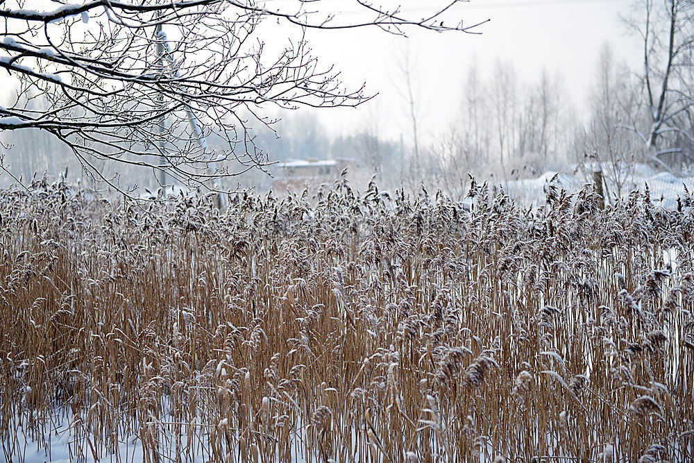 Similar – Winterschilf Umwelt Natur