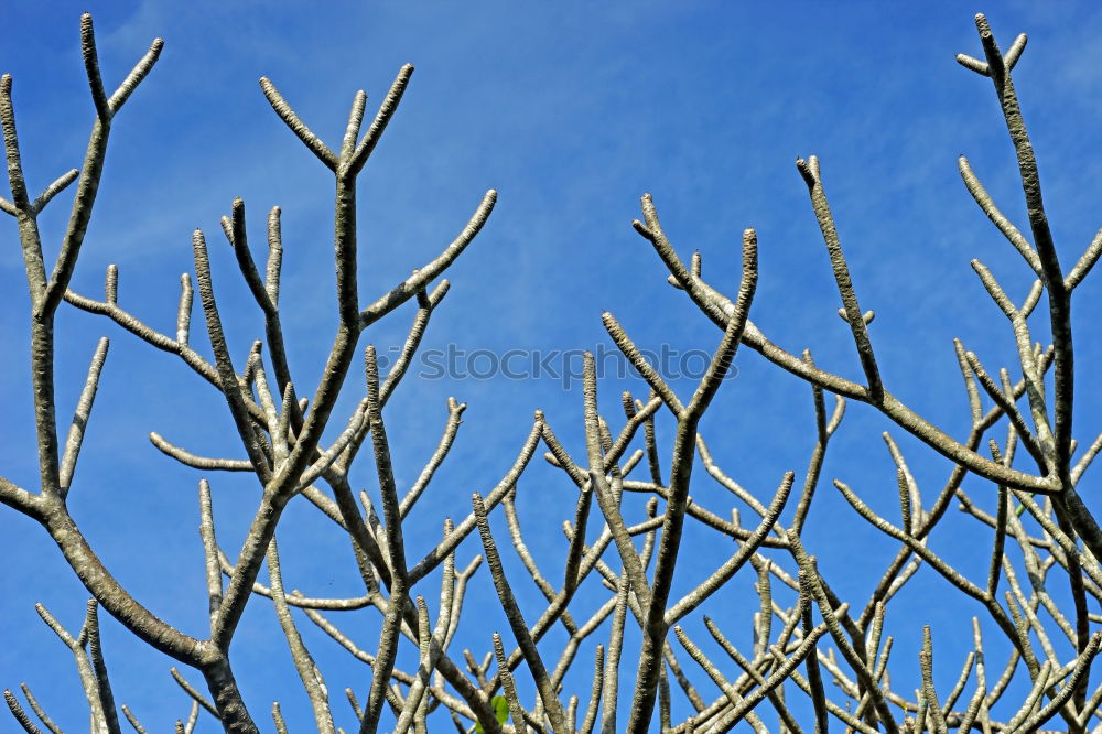 Similar – Branch of a corkscrew hazel bush with hazel catkin in front of a blue sky