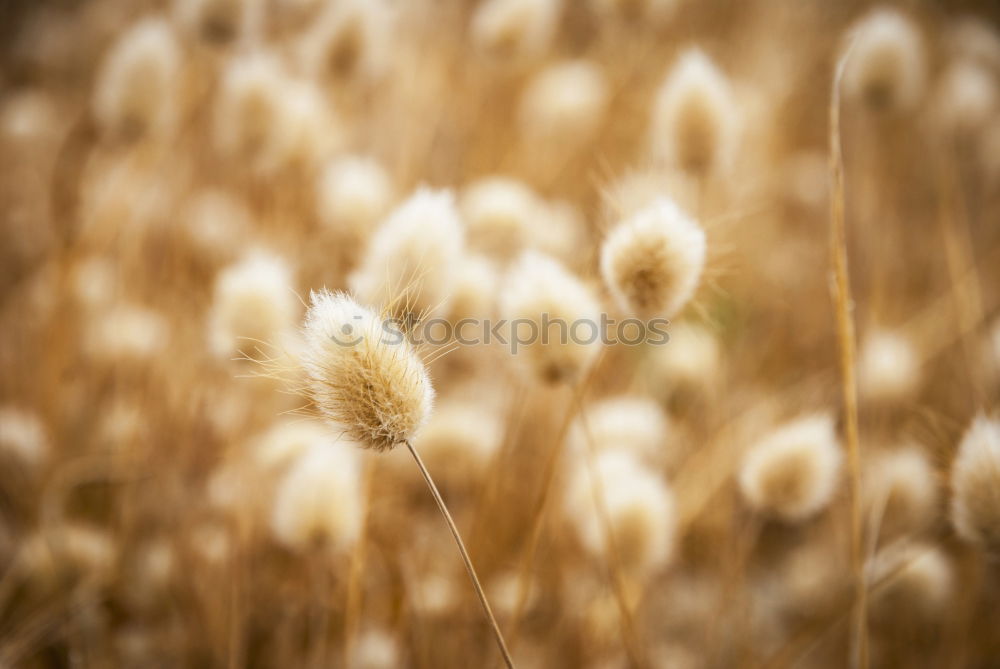 Similar – Cornfield 6 Landscape