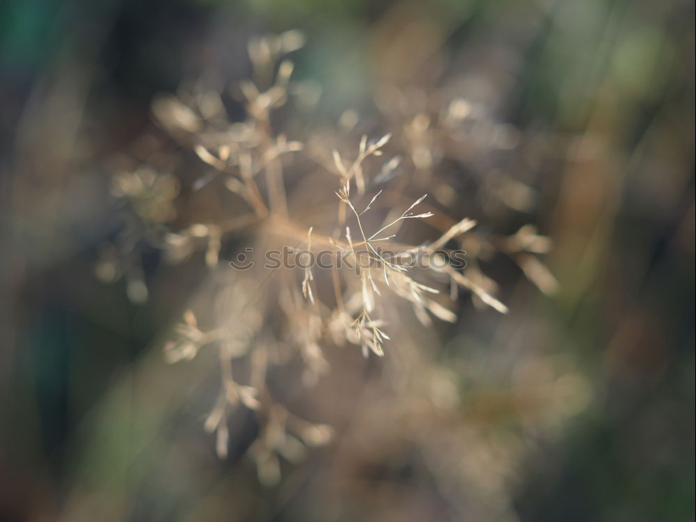 Similar – Laterne hinter Zweigen am Abend