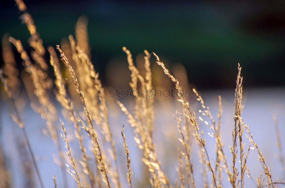 Similar – grass Grass Yellow Stalk