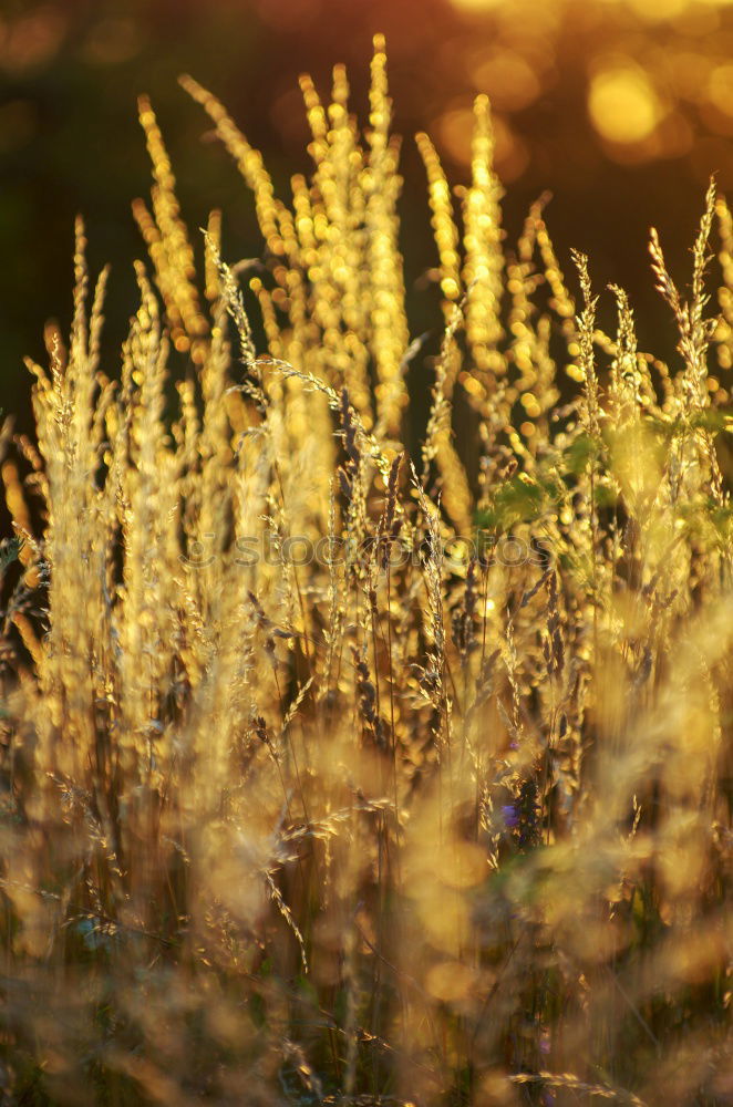 Similar – Rosemary in the garden.