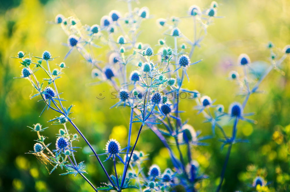 Similar – Image, Stock Photo shining blue Exterior shot