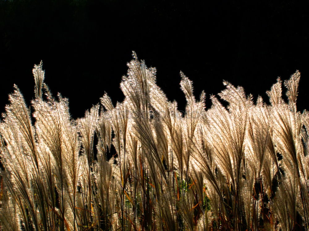 Similar – Image, Stock Photo HANG THE HEAD Field Black