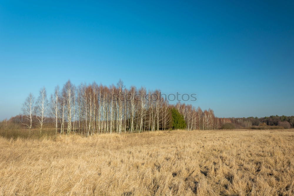 Similar – Image, Stock Photo tree blossoms Spring Tree