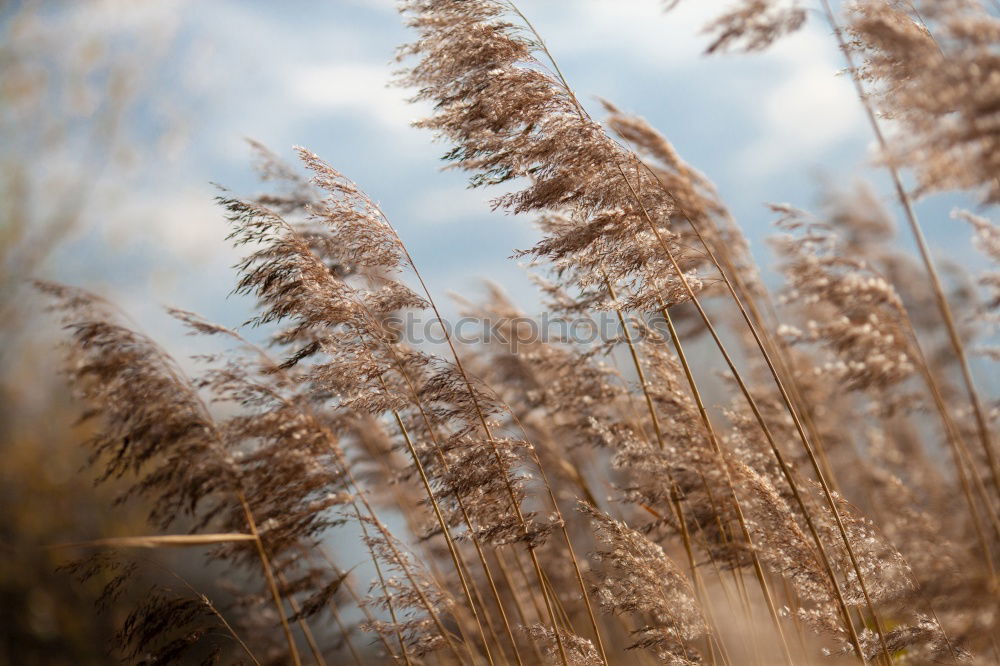 Similar – Image, Stock Photo Searching for weed