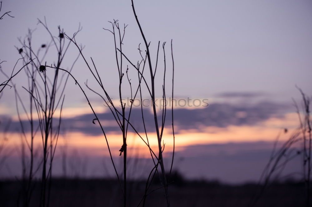 Similar – Morning air, winter, cold, Norway, skiing holiday, sunrise