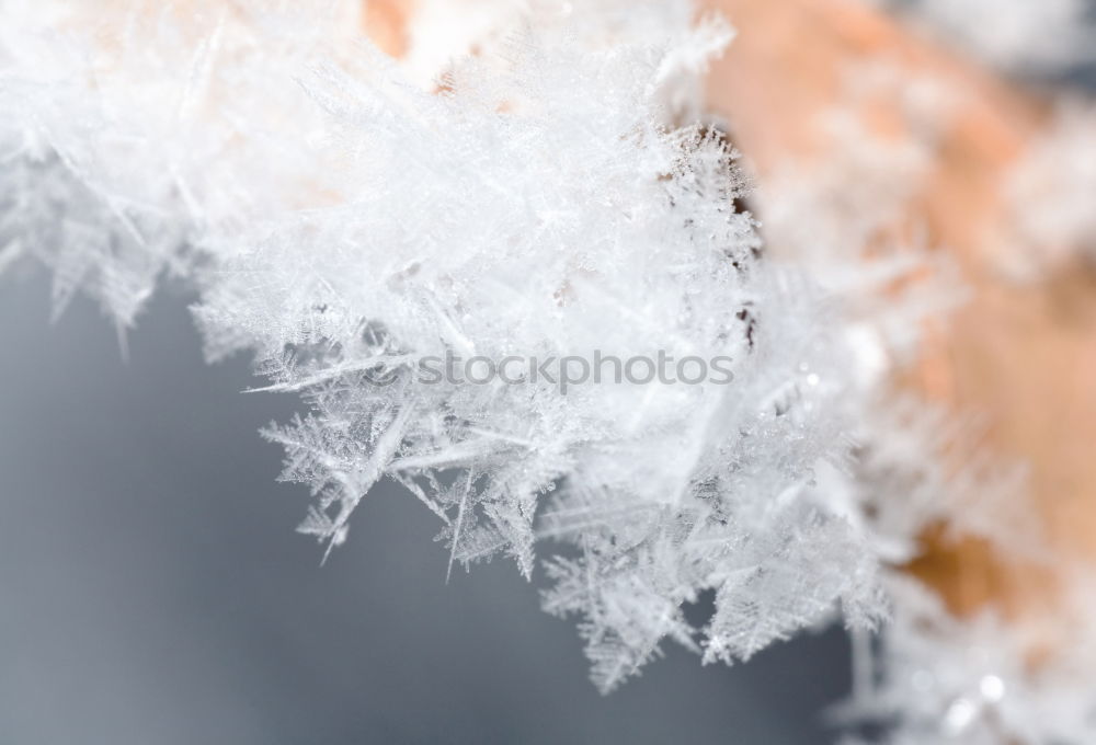 Similar – Image, Stock Photo frost II Nature Animal Air