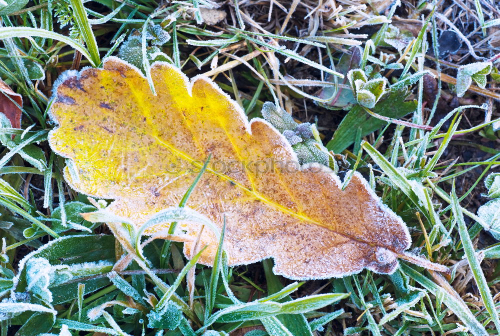 Similar – Image, Stock Photo Purple lime leaf on mossed lawn with hoarfrost