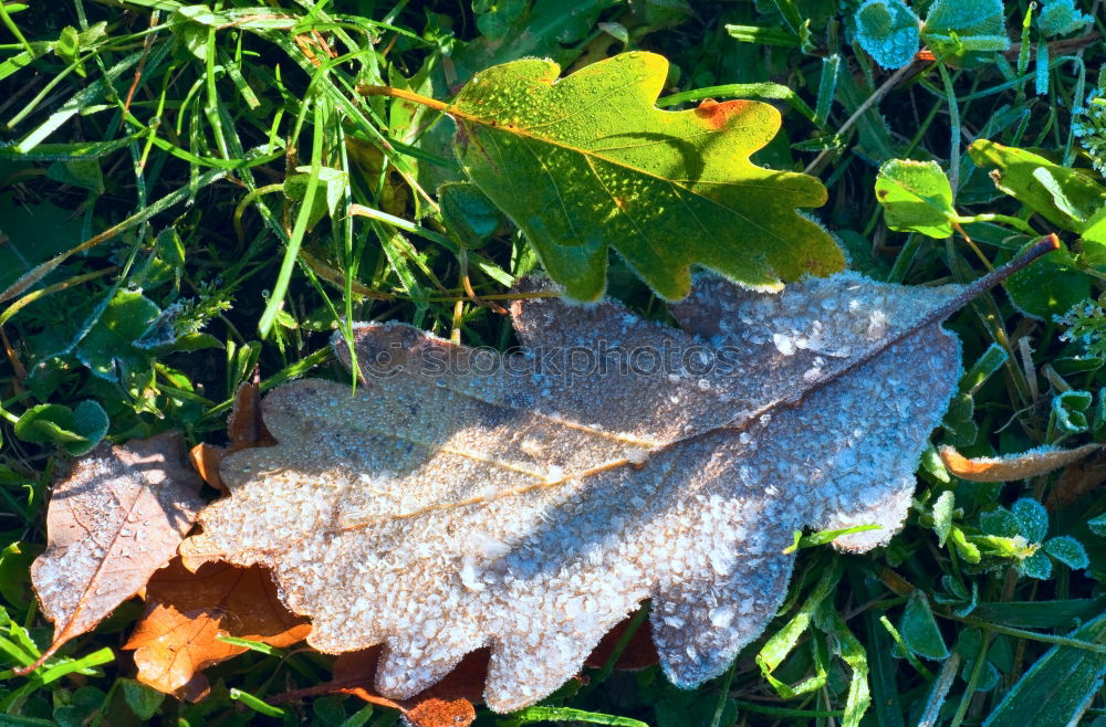 Similar – Image, Stock Photo ground frost Frost frosty