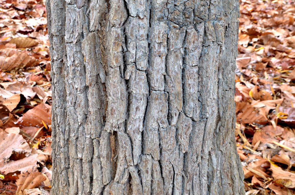 Similar – Foto Bild Volkszählung Natur Pflanze