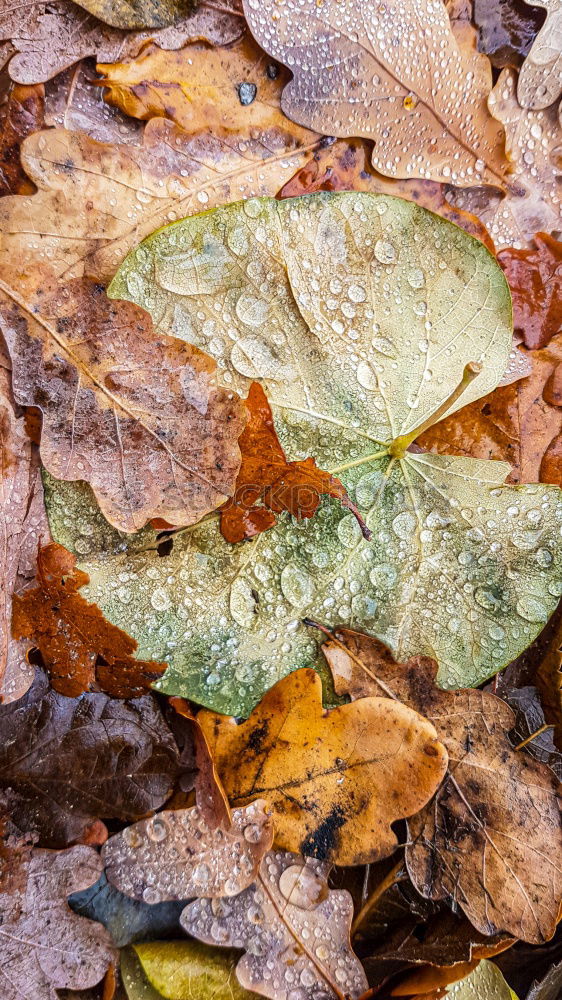 Similar – Image, Stock Photo toad migration Meadow