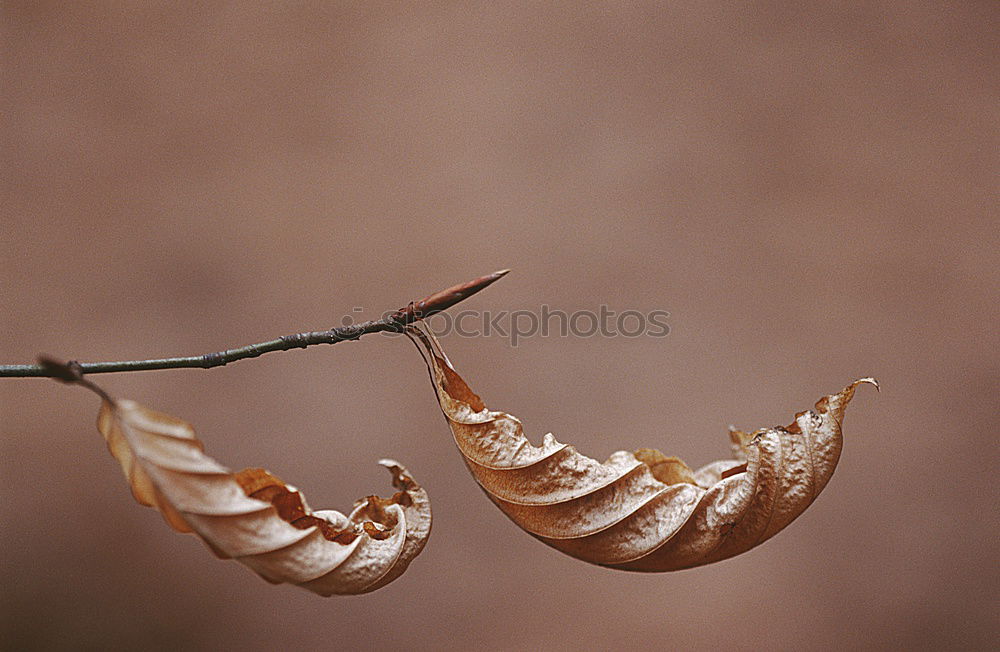 Similar – Herbstimpression Natur