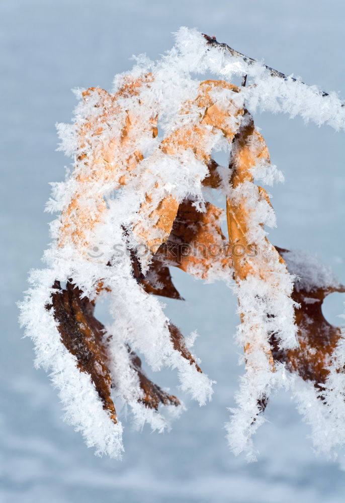 Similar – Image, Stock Photo Hidden in the snow Winter