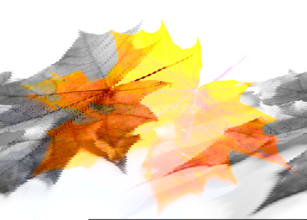 Image, Stock Photo in love in autumn Plant