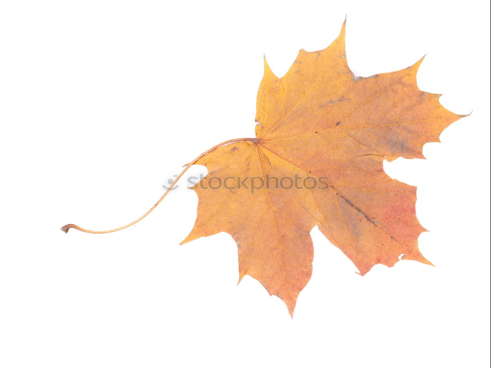 Similar – Autumn foliage IV