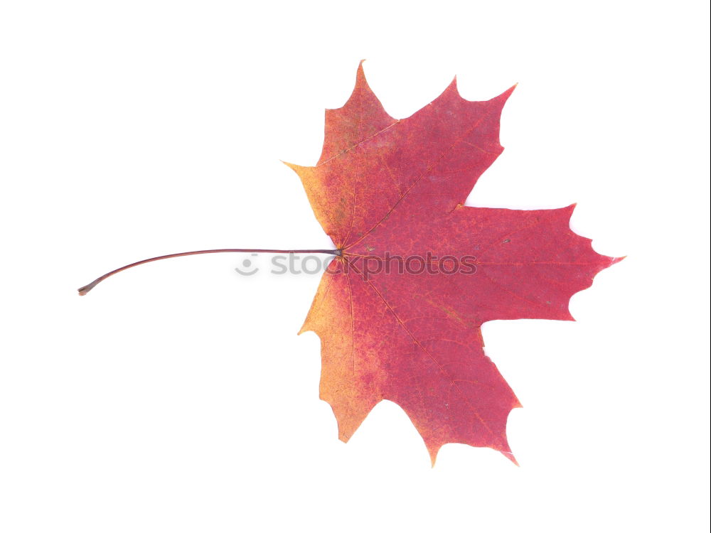 Similar – Autumn foliage I