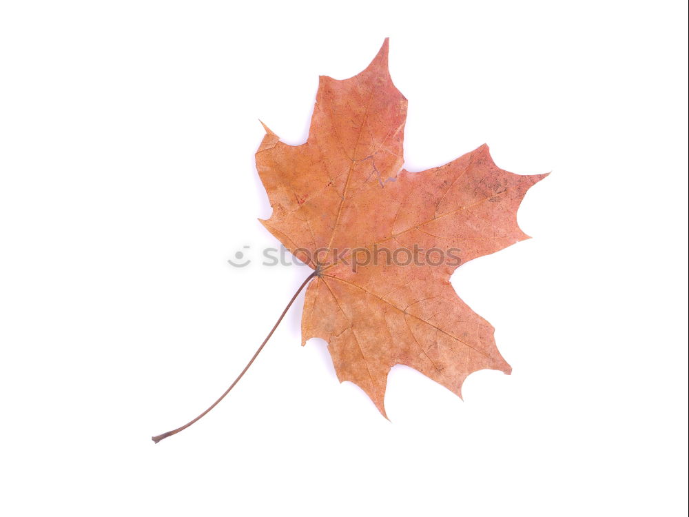 Similar – Autumn foliage V