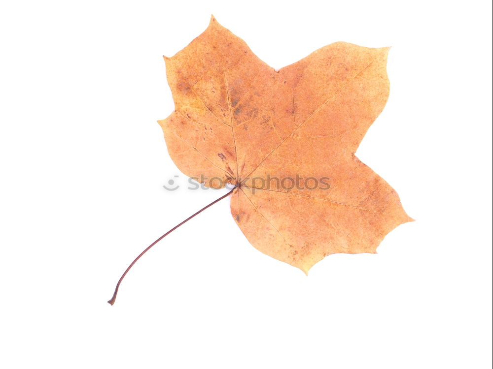 Similar – Autumn leaf on sidewalk