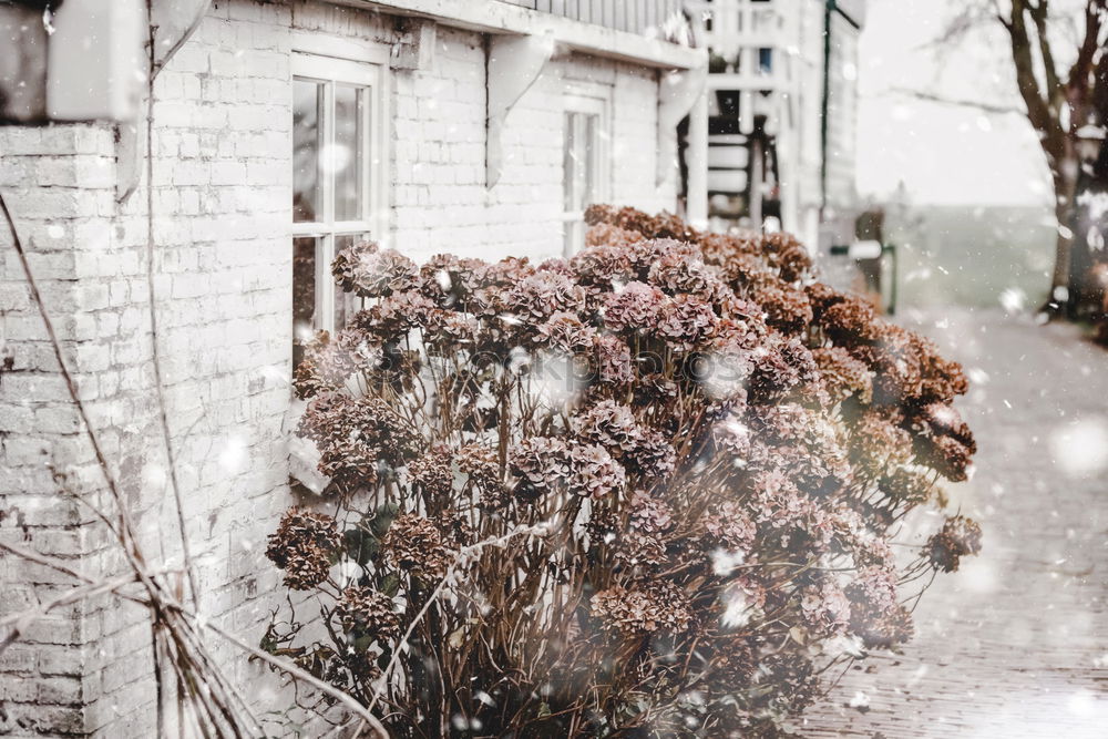 Pink flowers by the wayside