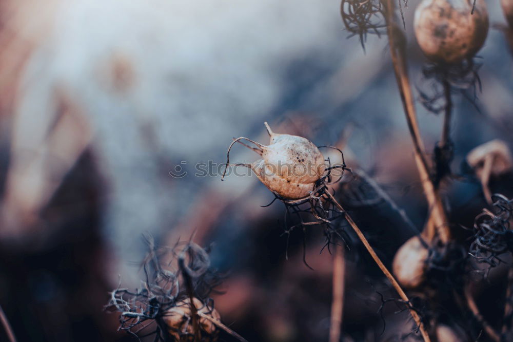 Similar – Dandelions 5 puff flowers