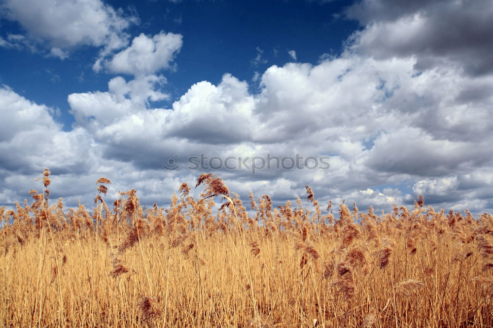 Similar – Image, Stock Photo midair Airplane