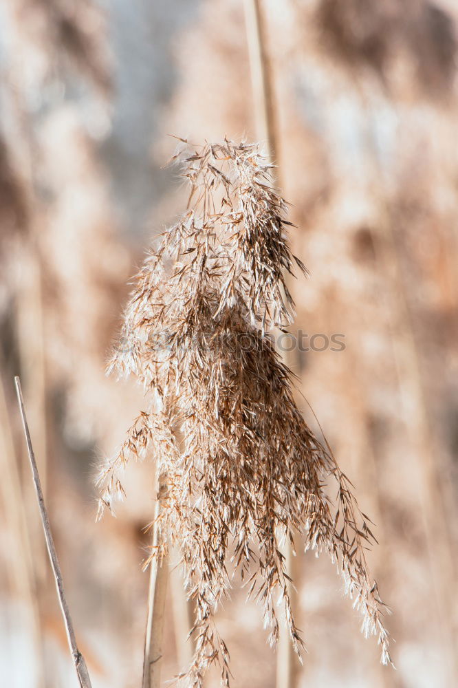 Similar – Iced branches Nature Plant