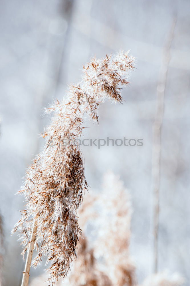 Similar – Foto Bild Frost Umwelt Natur Pflanze